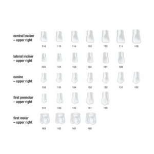 1-130-ST-5K-Frasaco-Couronnes-strip-Canines